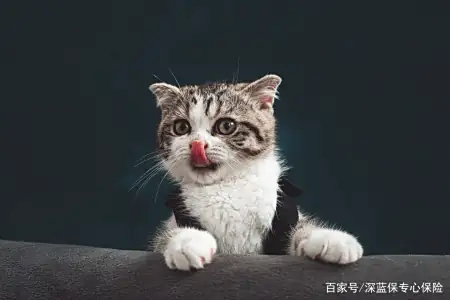 平安寵物醫療險好不好？寵物看病也能報銷的保險，哪款值得買？